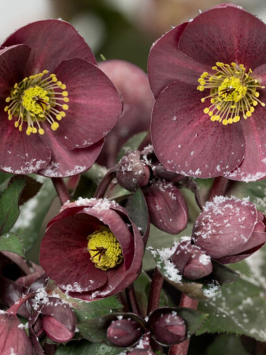 Hellebore Ice N' Rose 'Nightingale' QT